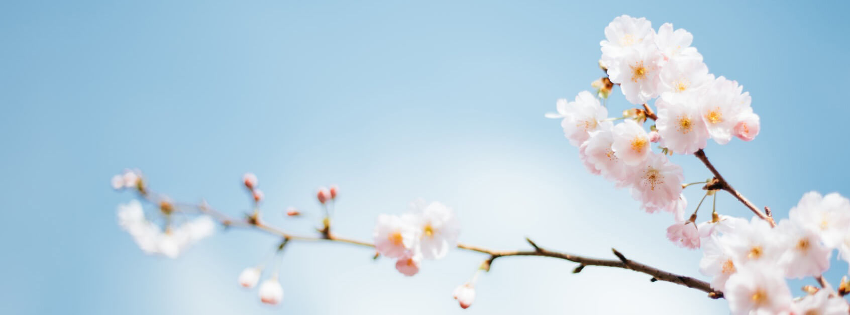 代玉